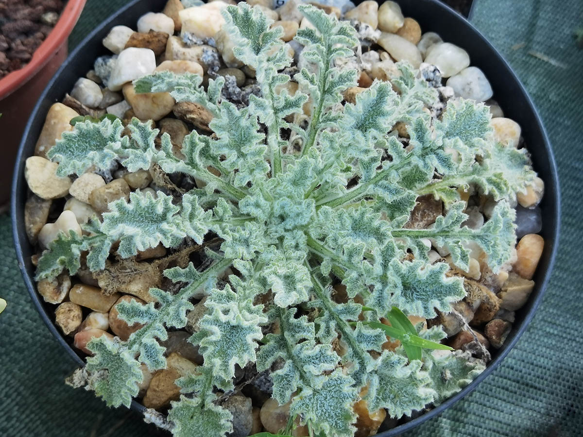 Campanula topaliana 5